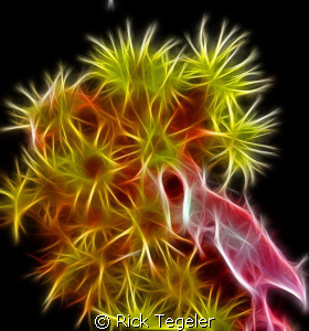 Night blooming coral'. by Rick Tegeler 